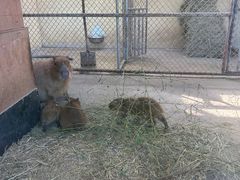 -西霞口神雕山野生动物世界