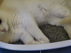 -萌兽医馆·眼科·异宠专科(三里屯店)