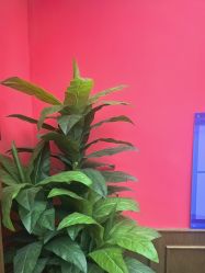 -贝勒爷专业男发