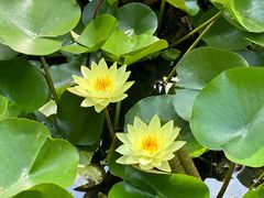 -莲湖公园