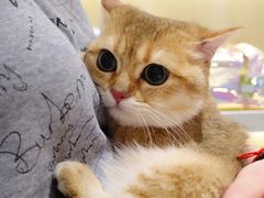 -momokira米努特·德文卷毛猫·棉花面纱犬
