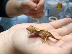 -酷以爬仙阁实体爬宠店·守宫·蜥蜴·专业繁育