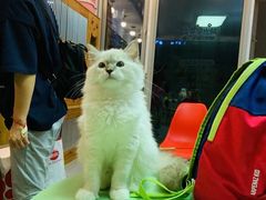 -柚子猫舍·精品猫舍购猫·猫咪认养·购宠·宠物店