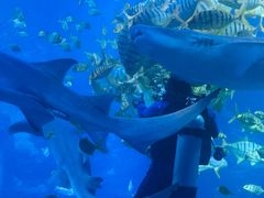 -太平洋海底世界