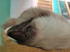 -猫在这儿猫咪咖啡馆·撸猫馆