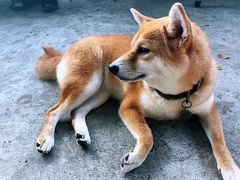 -柴犬高等学院·狗咖·柴犬售卖·宠物训练