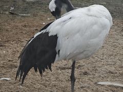 -盐城丹顶鹤湿地生态旅游区