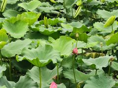 -阿杏饭团(悦汇城店)