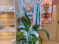 -猫十亿·布偶金渐层·曼基康矮脚猫舍(青年路店)