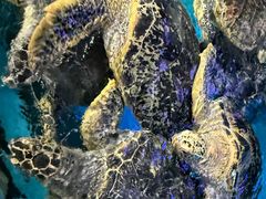 -烟台海昌鲸鲨海洋公园