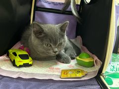 -瑞派宠物医院·24h·骨外科·皮肤科·全科宠物医疗转诊中心(沈阳浑南院)
