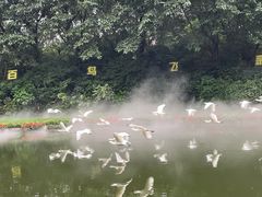 -广州长隆飞鸟乐园