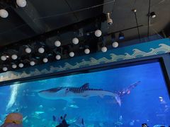 -烟台海昌鲸鲨海洋公园
