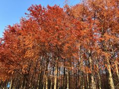 -上海海湾国家森林公园