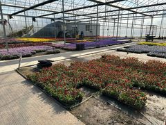 -龙大花卉苗木市场
