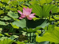 -莲花池公园