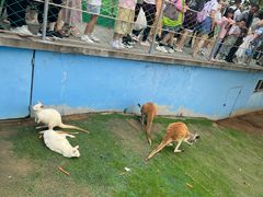 -西霞口神雕山野生动物世界