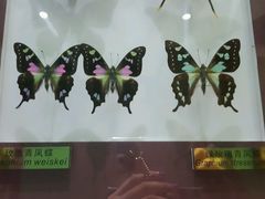 -上海昆虫博物馆