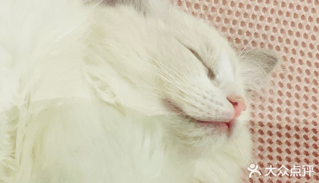 又有新成员了