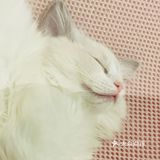 又有新成员了