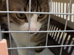 -动物缘宠物医院·骨科·猫科(西二环店)