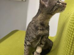 -艾吉宠物医院·疑难杂症转诊中心·猫友好(碧江路院)