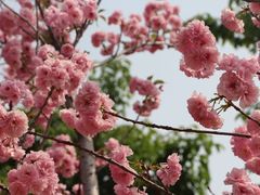 -天适樱花悠乐园