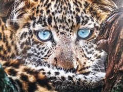 -罗红摄影艺术馆