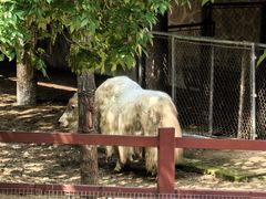 -石家庄市动物园