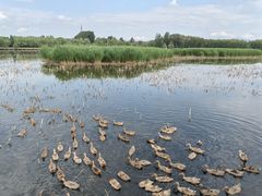 -野鸭湖国家湿地公园