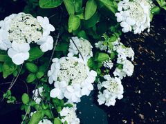 -上海市龙华烈士陵园