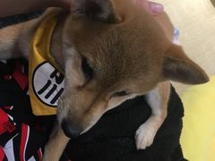 -逗柴咖啡屋·狗咖猫咖宠物桌游
