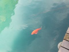 -祁门牯牛降观音堂风景区