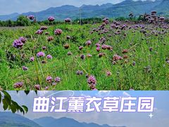-曲江薰衣草庄园