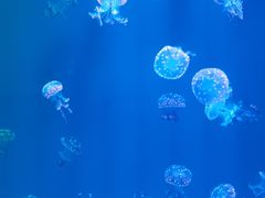 -福州罗源湾海洋世界旅游区