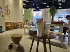 -藏猫猫咖啡主题馆(中央大道店)