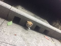 -上海中医药大学-食堂