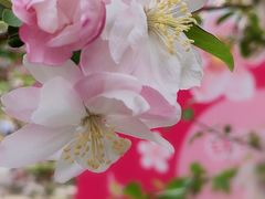 -海棠花溪(元大都城垣遗址公园)