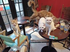 -猫色咖啡·猫咖