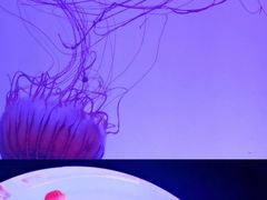 -上海海洋水族馆