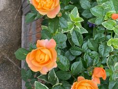 -徽珍源(龙茗路店)