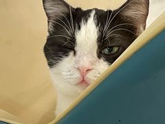 -安格丽娜·狗咖·猫咖羊驼咖(春熙路百盛商场店)