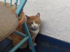 -Sirena海妖日咖夜酒