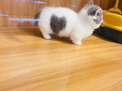 -欣宠猫屋·矮脚拿破仑·蓝金金渐层