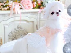 -萌宠之家·腊肠犬·马尔泰·小体犬舍