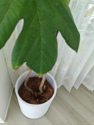 -HEYAN荷妍专业脱毛连锁机构