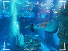 -乐从天佑城海洋馆
