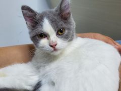 -宠颐生动物医院·猫科·心脏科(海口分院)