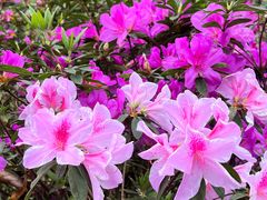 -广州白江湖森林公园