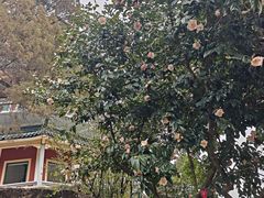 -无锡梅园公园